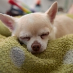 Программы лояльности казино с бездепозитными бонусами