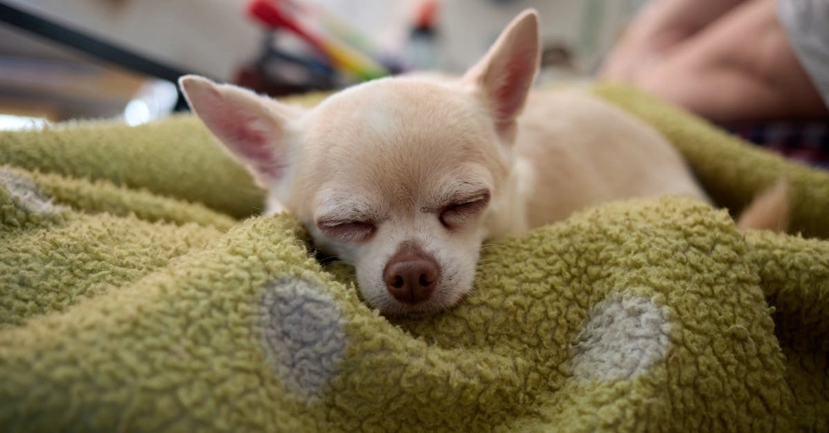 Программы лояльности казино с бездепозитными бонусами