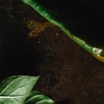 Игровой слот Hot Chilli с яркими визуальными эффектами